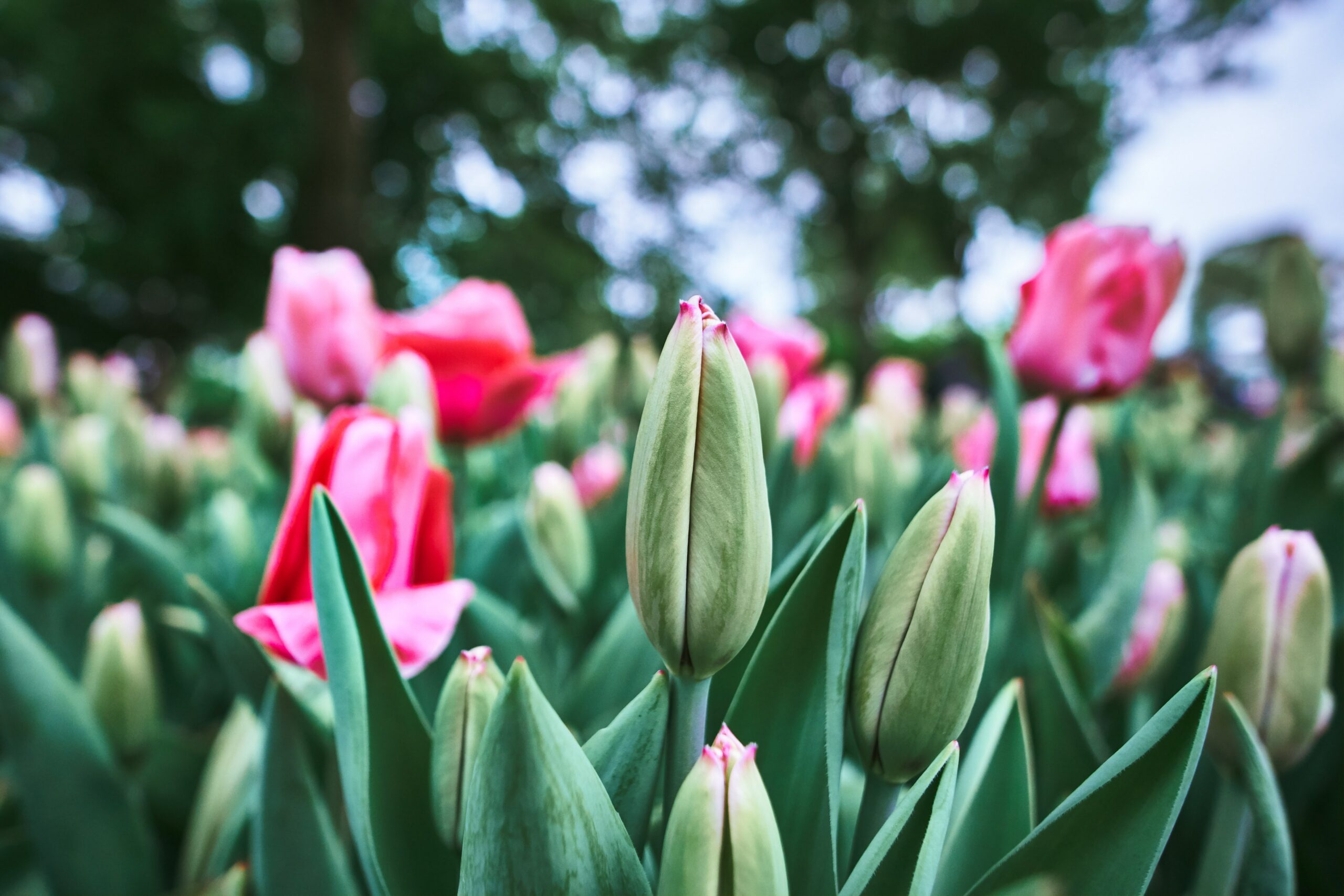 tourist attractions in the Netherlands, Keukenhof